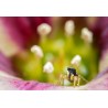 Obiektyw Venus Optics Laowa 60 mm f/2,8 Macro 2:1 do Sony E - Zdjęcie 8