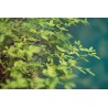 Obiektyw Venus Optics Laowa 105 mm f/2,0 Smooth Trans Focus do Sony E - Zdjęcie 1
