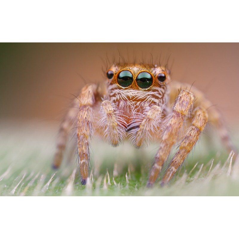 Obiektyw Venus Optics Laowa 25 mm f/2,8 Ultra Macro do Canon EF - Zdjęcie 7
