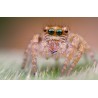 Obiektyw Venus Optics Laowa 25 mm f/2,8 Ultra Macro do Pentax K - Zdjęcie 7