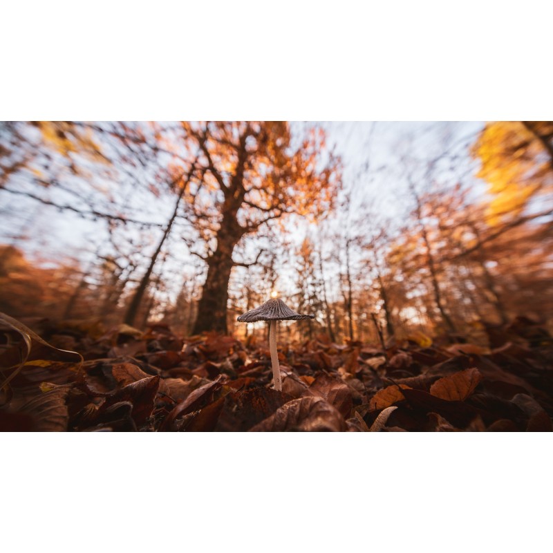 Obiektyw Venus Optics Laowa C-Dreamer 10-18 mm f/4,5-5,6 do Sony E - Zdjęcie 6