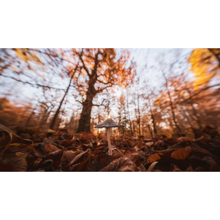Obiektyw Venus Optics Laowa C-Dreamer 10-18 mm f/4,5-5,6 do Sony E - Zdjęcie 6