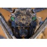 Obiektyw Venus Optics Laowa 65 mm f/2,8 2x Ultra Macro APO do Sony E - Zdjęcie 2