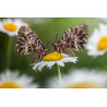 Obiektyw Venus Optics Laowa CA-Dreamer 100 mm f/2,8 Macro 2:1 do Canon RF - Zdjęcie 1