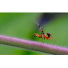 Obiektyw Venus Optics Laowa CA-Dreamer 100 mm f/2,8 Macro 2:1 do Canon RF - Zdjęcie 5